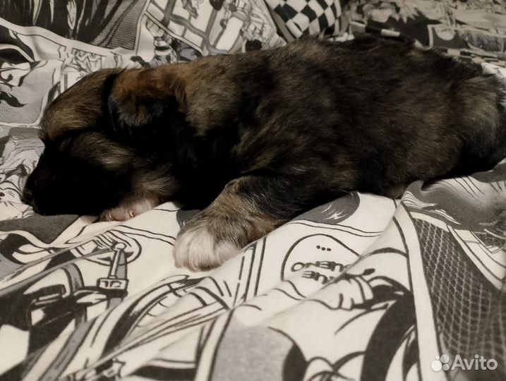 Собака в добрые руки щенок, девочка. Дворняга