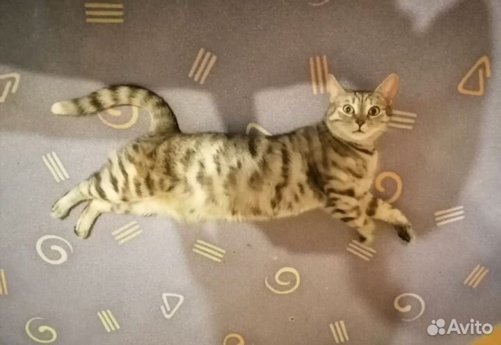 Кошечка в дар