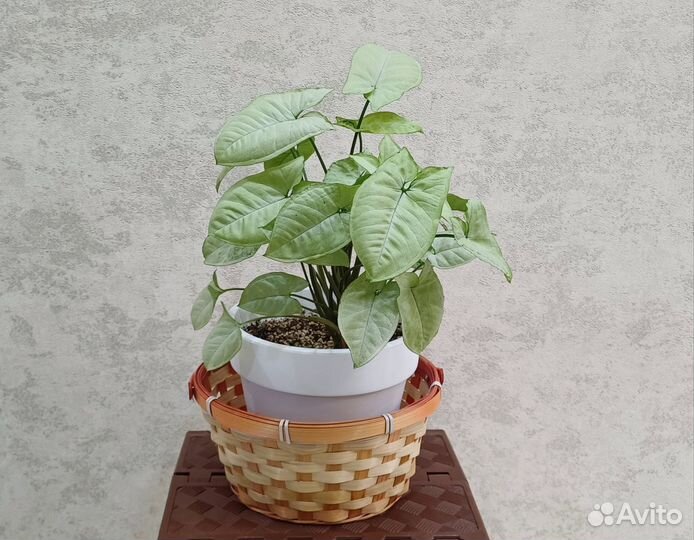 Корзина плетеная с ручкой