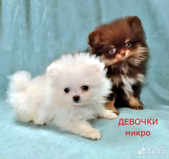 Девочки Микро помы и Вязка