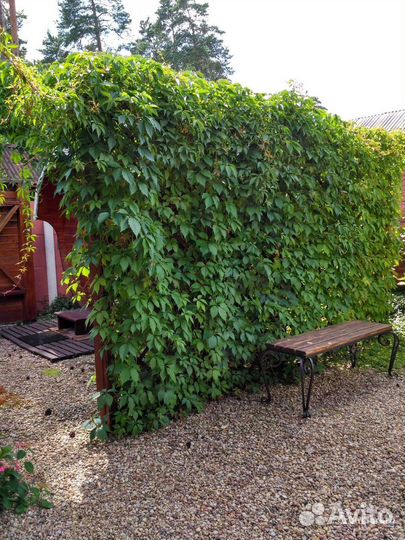 Саженцы девичий виноград