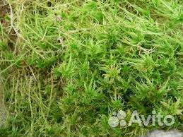 Мох сфагнум, для орхидей. Чистый