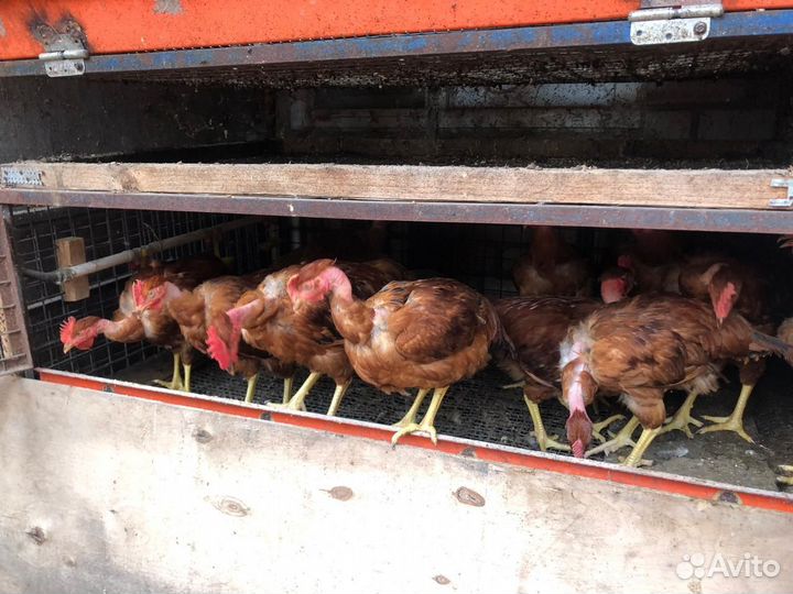 Куры и петухи голошейки