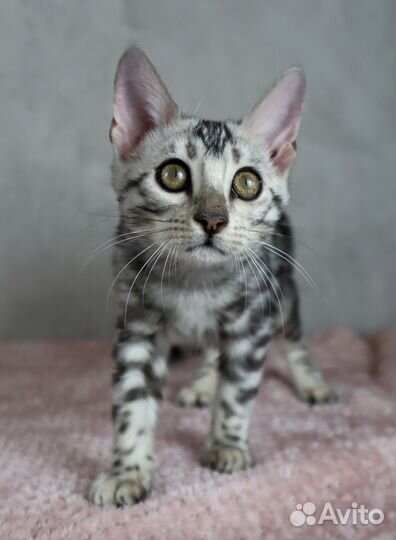 Серебрянный бенгал