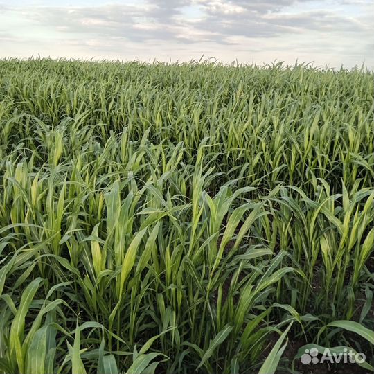 Суданка 2й укос 3000,солома пшеничная,ячменная