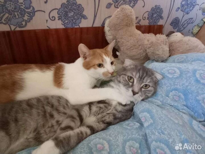 Милый котик