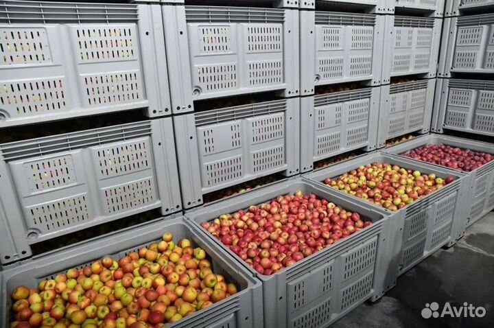 Большие Пластиковые Ящики Контейнеры Agro Box