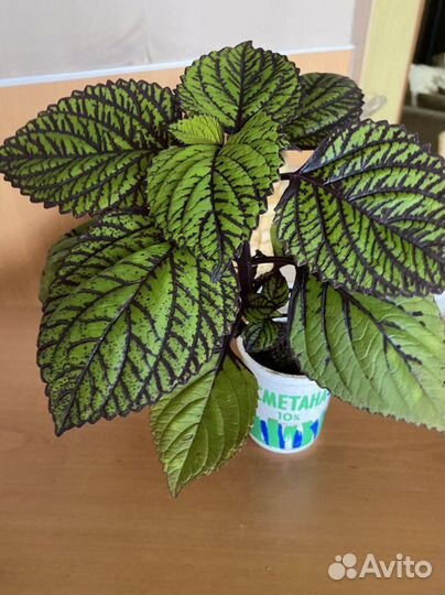 Колеус крапивка цветок