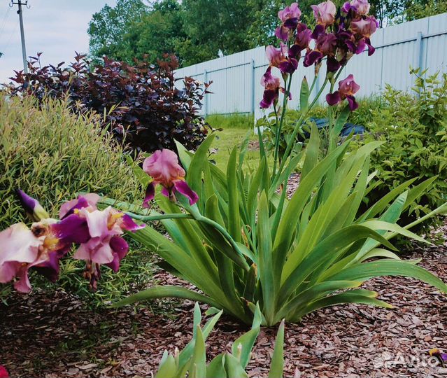 Ирис большой куст