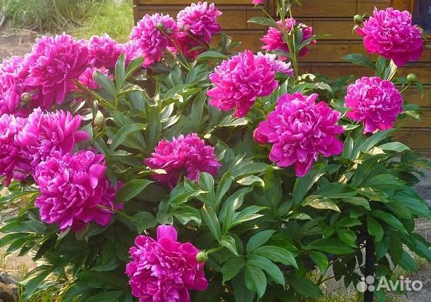 Пионы саженцы