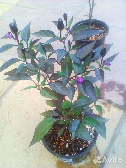 Острый перчик комнатный