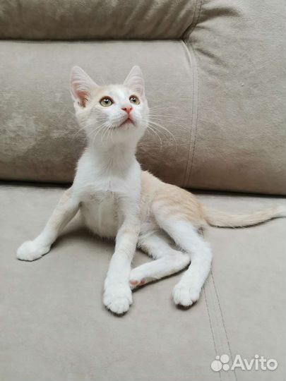 Котик 3 месяца