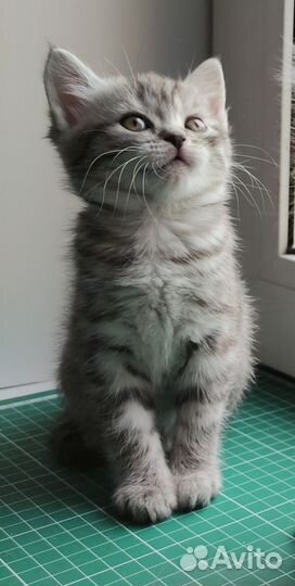 Шотландский котёнок