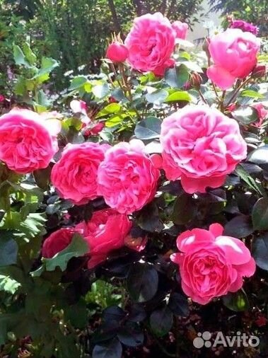 Саженцы роз- плетистая, флорибунда