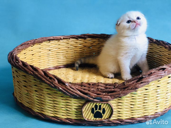 Шотландец красавчик