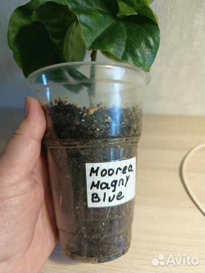 Гибискус сортовой Moorea Magny Blue