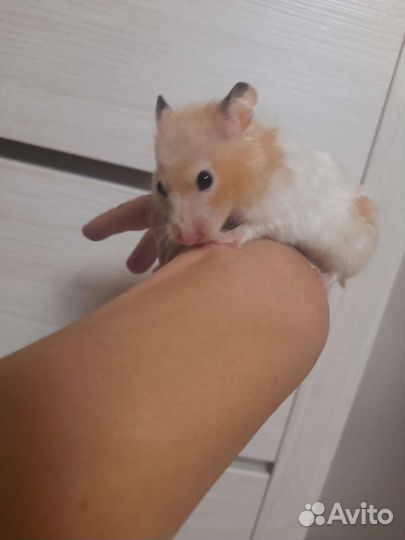 Хомяк