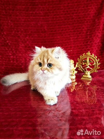 Британская длинношерстная шиншилла