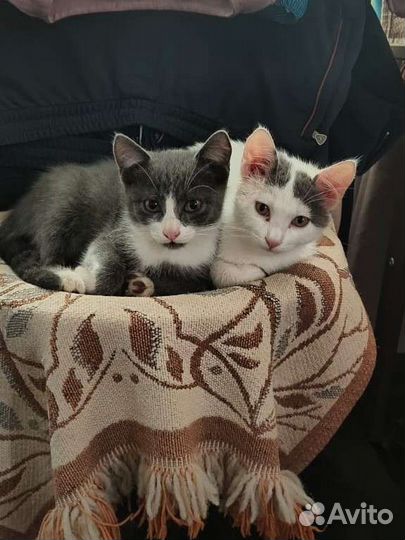 Котёнок (мальчик) ищет дом