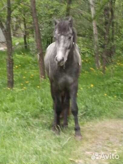 Прокат на лошади