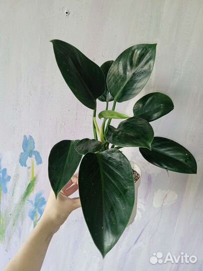 Домашние растения