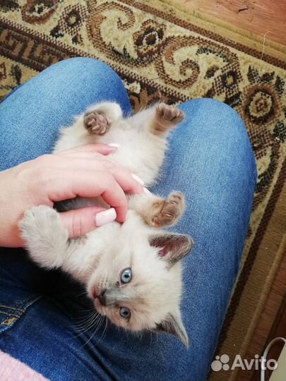 Продам котят симпотяг