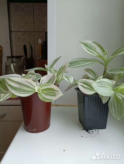 Толстянка, традесканция розовая, алоэ лечебный