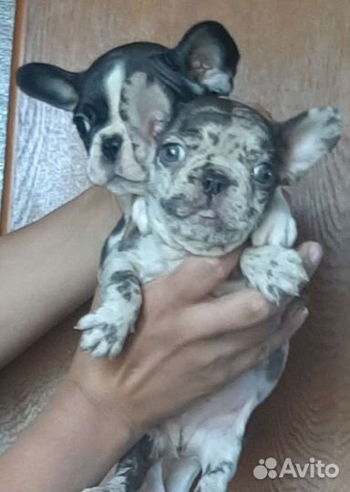 Французский бульдог