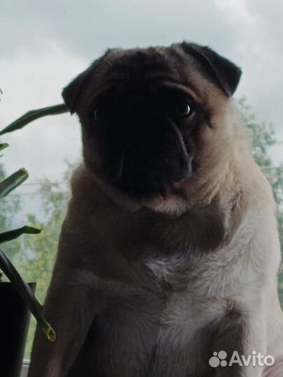 Мопс вязка мальчик