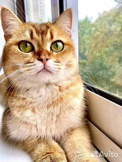 Британская золотая кошка шиншилла бесплатно