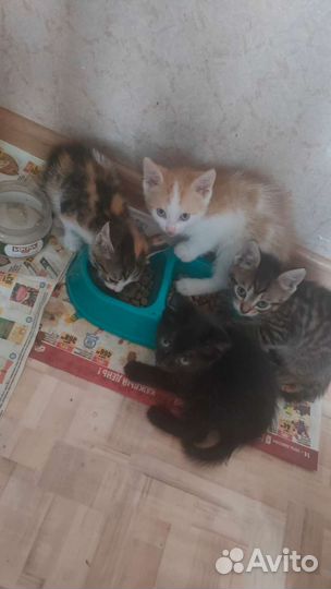 Котята