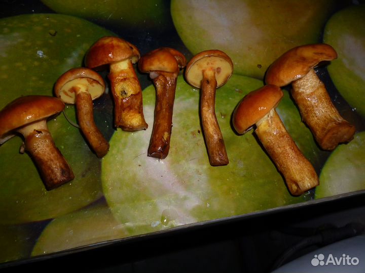 1 Растения маccлята