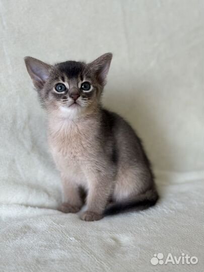 Абиссинские котята