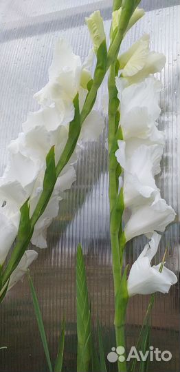 Гладиолусы луковицы