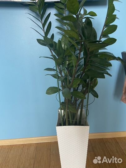 Замиакулькас