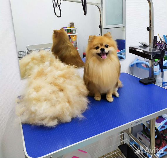 Стрижка собак и кошек