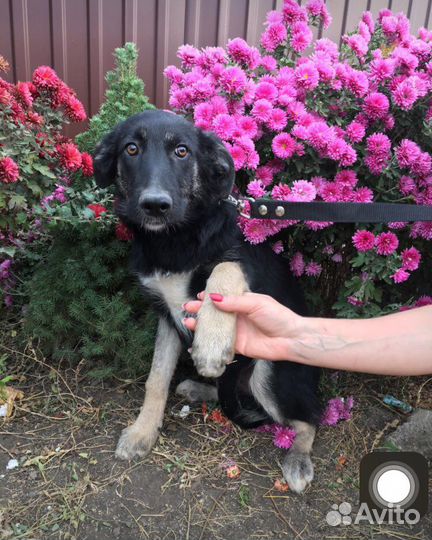 Отдам щенка в хорошие руки