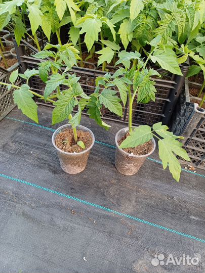 Рассада томатов,перца,баклажан