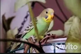 Продам волнистых попугаев,самки
