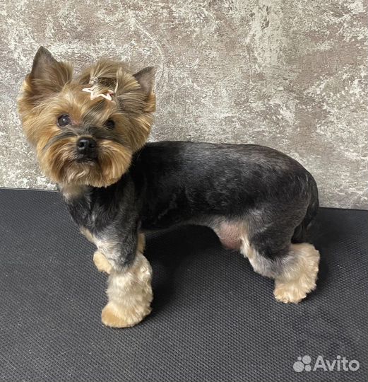 Груминг Стрижка собак