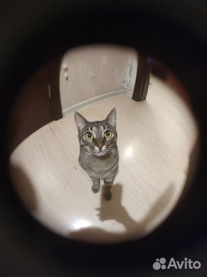 Фишай для телефона