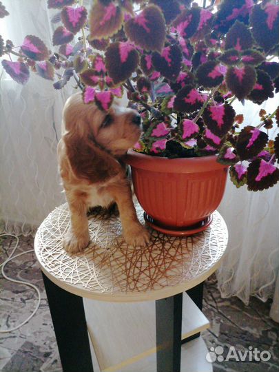 Щенки английского кокер спаниеля