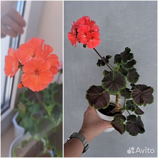 Пеларгонии и бальзамины, бегония вечноцветущая