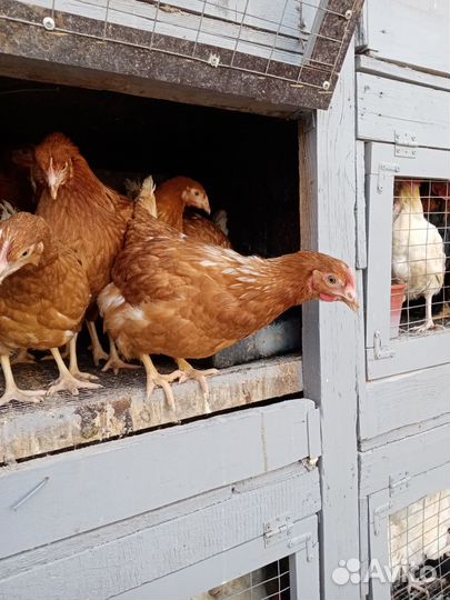 Куры несушки