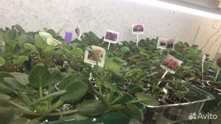 Большой выбор деток фиалок