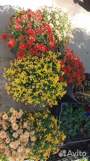 Хризантема шаровидная кустовая