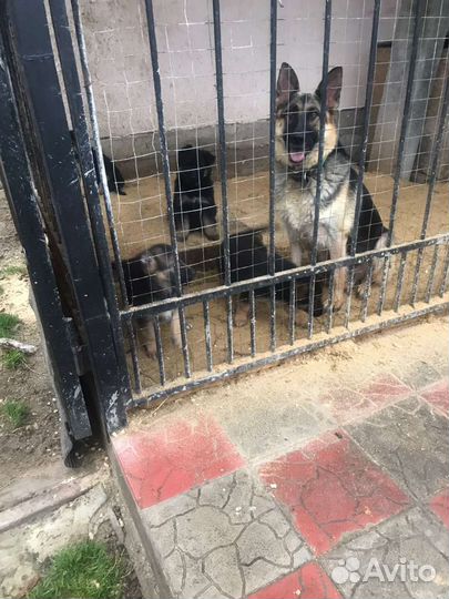 Немецкая овчарка