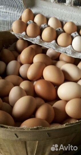 Деревенское домашнее яйцо.Доставка