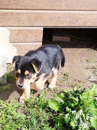 Щенки двортерьер