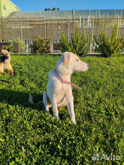 Щенок в добрые руки